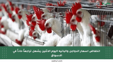 انخفاض أسعار الدواجن والبانيه اليوم الاثنين يشعل تراجعاً حاداً في الأسواق